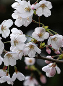 org:/gardening tips/Snoeiadvies/Overzichtspagina/Sierkersen.jpg